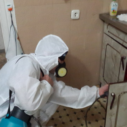 Дезинфекция от муравьев в квартире в Новосокольниках